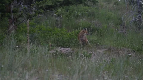 Red fox in the wild Stock Footage 314803900
