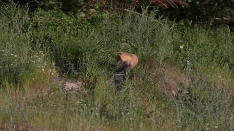 Red fox in the wild Stock Footage 314803906