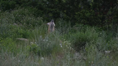 Red fox in the wild Stock Footage 314803922