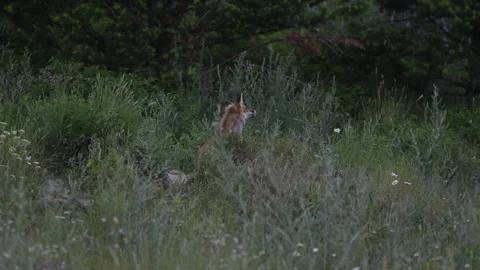 Red fox in the wild Stock Footage 314803924