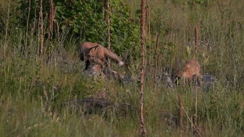 Red fox in the wild Видео 314803925