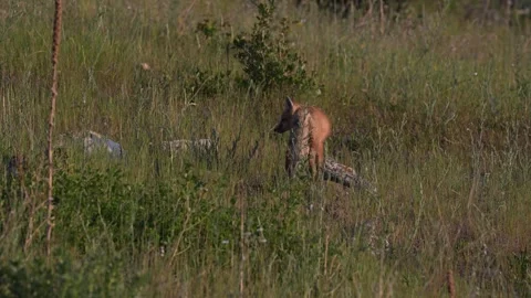 Red fox in the wild Stock Footage 314803930
