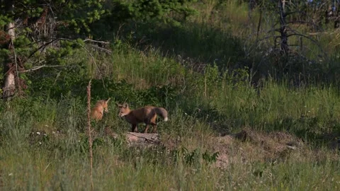 Red fox in the wild Stock Footage 314803934