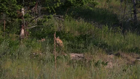 Red fox in the wild Stockbeeldmateriaal 314803935