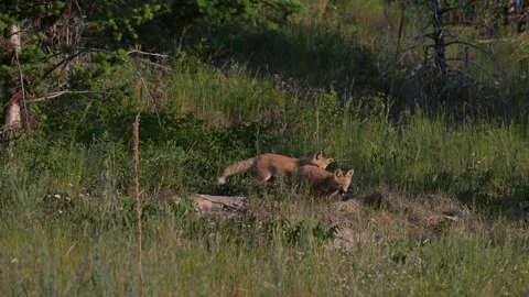 Red fox in the wild Stock Footage 314803938