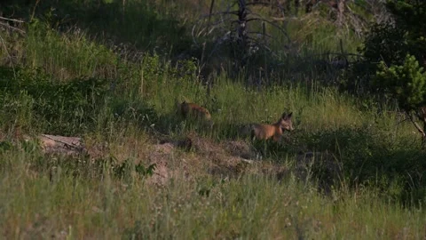 Red fox in the wild 스톡 동영상 314803939