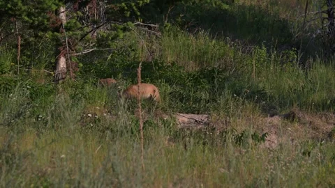 Red fox in the wild Stock Footage 314803950
