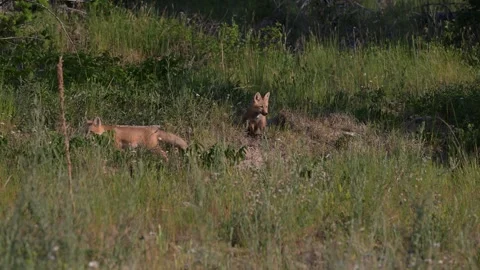 Red fox in the wild Stock Footage 314803954