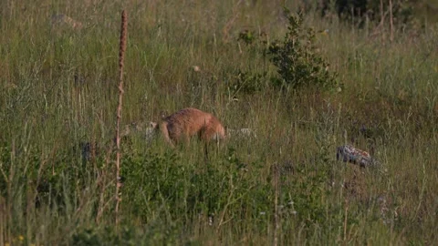 Red fox in the wild Stock Footage 314803960