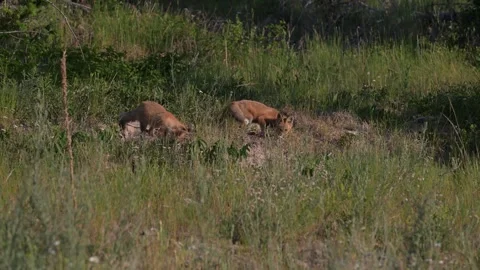 Red fox in the wild Stock Footage 314803961