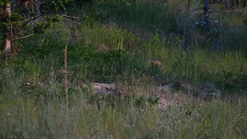 Red fox in the wild Stock Footage 314803964