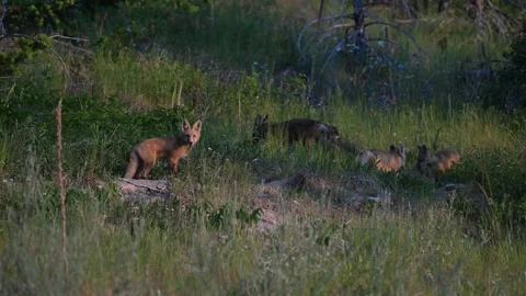 Red fox in the wild Stockbeeldmateriaal 314803971