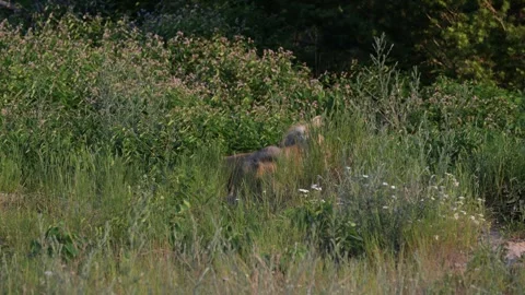 Red fox in the wild Stock Footage 314803973