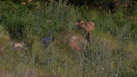 Red fox in the wild 스톡 동영상 314803993