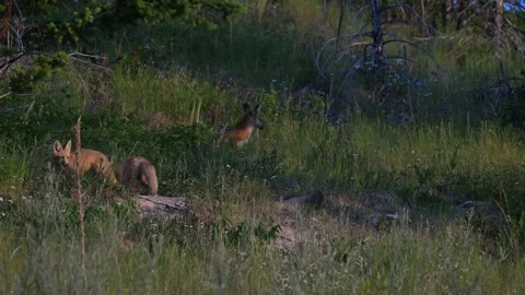 Red fox in the wild 스톡 동영상 314804002