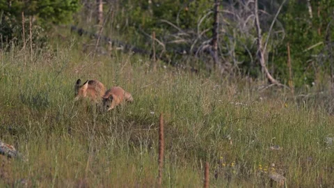 Red fox in the wild Stockbeeldmateriaal 314804003