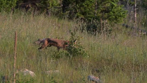 Red fox in the wild Vídeo Stock 314804007