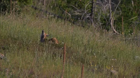 Red fox in the wild Stock Footage 314804026