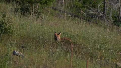 Red fox in the wild Stock Footage 314804038
