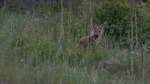 Red fox in the wild Video stock 314804041