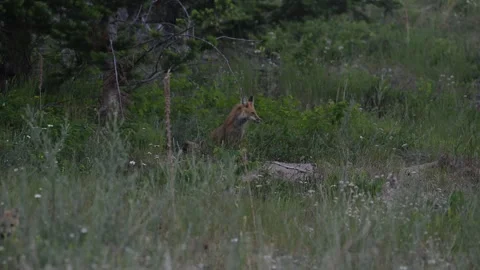 Red fox in the wild Stock Footage 314804049
