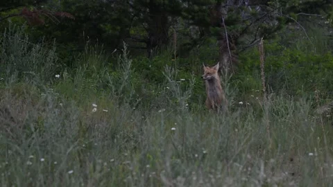 Red fox in the wild Stock Footage 314804053