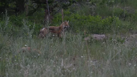 Red fox in the wild Stock Footage 314804066
