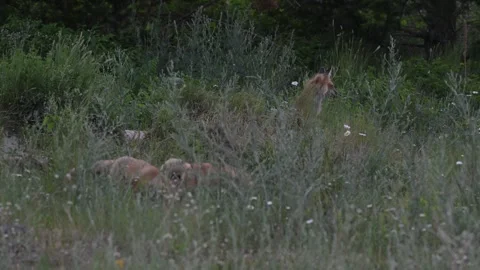 Red fox in the wild Stock Footage 314804067