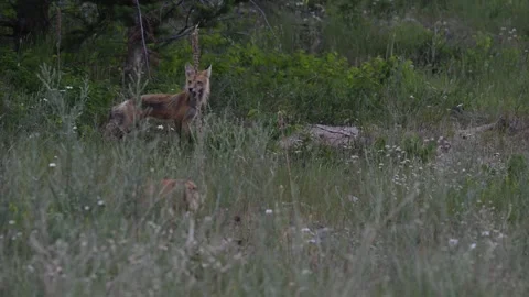 Red fox in the wild Stock Footage 314804075