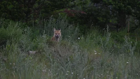 Red fox in the wild 스톡 동영상 314804076
