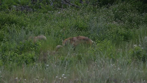 Red fox in the wild Stock Footage 314804080