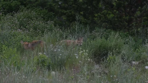 Red fox in the wild Video stock 314804082