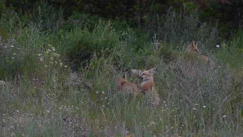 Red fox in the wild Stock Footage 314804083