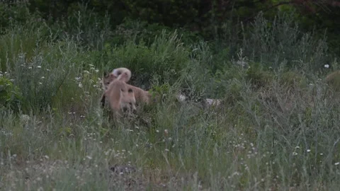 Red fox in the wild Stock Footage 314804088