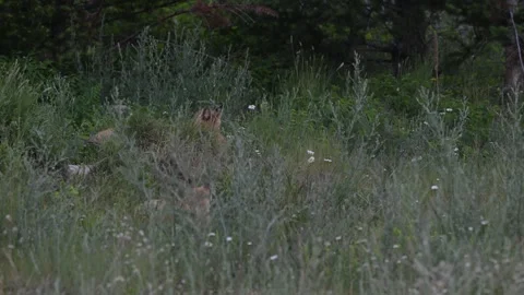 Red fox in the wild Stock Footage 314804093