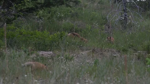 Red fox in the wild Stock Footage 314804106