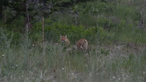 Red fox in the wild Видео 314804109