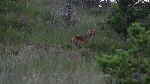 Red fox in the wild 動画素材 314804121