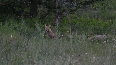 Red fox in the wild Stock Footage 314804123