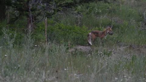 Red fox in the wild 스톡 동영상 314804136