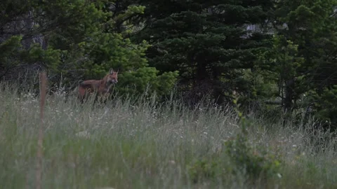 Red fox in the wild Stock Footage 314804139