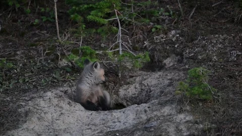Red fox in the wild 動画素材 314804160