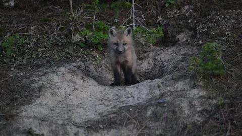 Red fox in the wild Stock Footage 314804165