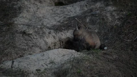 Red fox in the wild Stock Footage 314804167