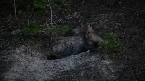 Red fox in the wild Video stock 314804176