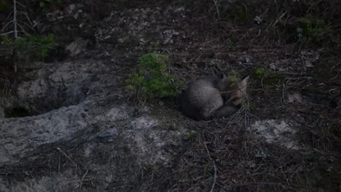 Red fox in the wild Stock Footage 314804177