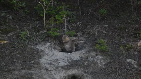 Red fox in the wild Stock Footage 314804197