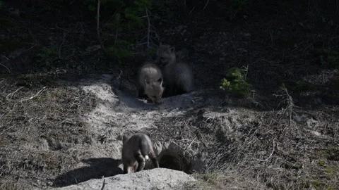 Red fox in the wild Stock Footage 314804305