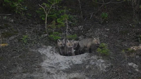 Red fox in the wild Stockbeeldmateriaal 314804339