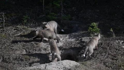 Red fox in the wild Stock Footage 314804613